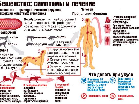 Бешенство – острая инфекционная болезнь теплокровных животных