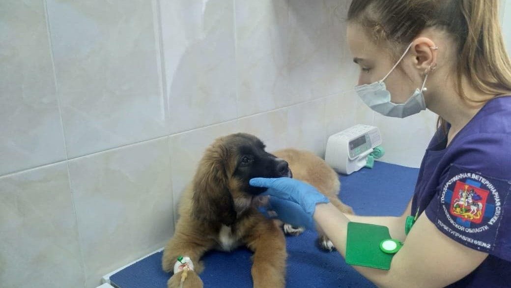 Более 6500 тысяч жителей Подмосковья воспользовались сервисом «Запись к ветеринару»