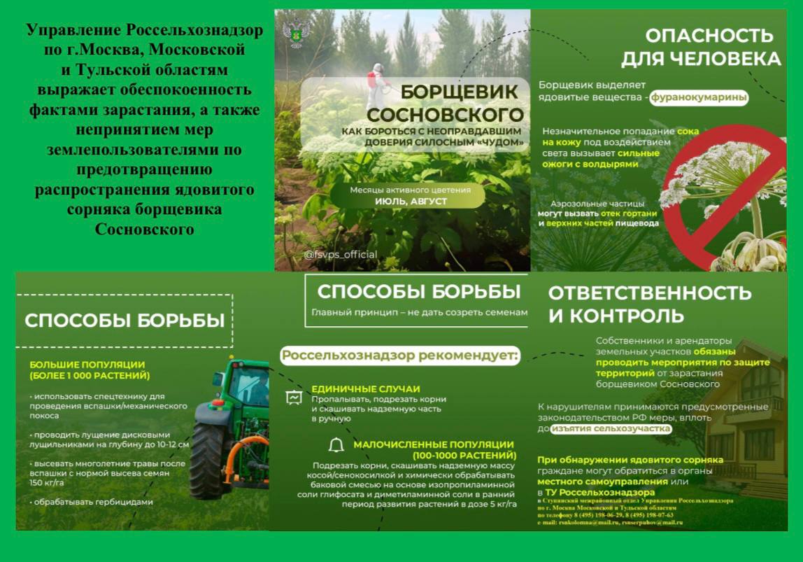 Борщевик Сосновского – многолетнее растение, представляет угрозу здоровью человека