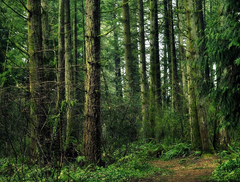 Spring forest. Леса поглотили. Выжженные леса специально. Лес. Центрально-лесной заповедник тверская область растительный мир.