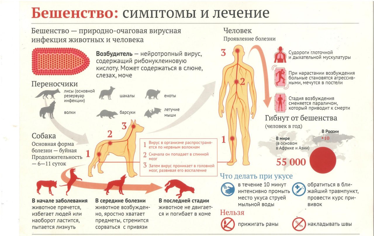 Государственная ветеринарная служба информирует. Бешенство