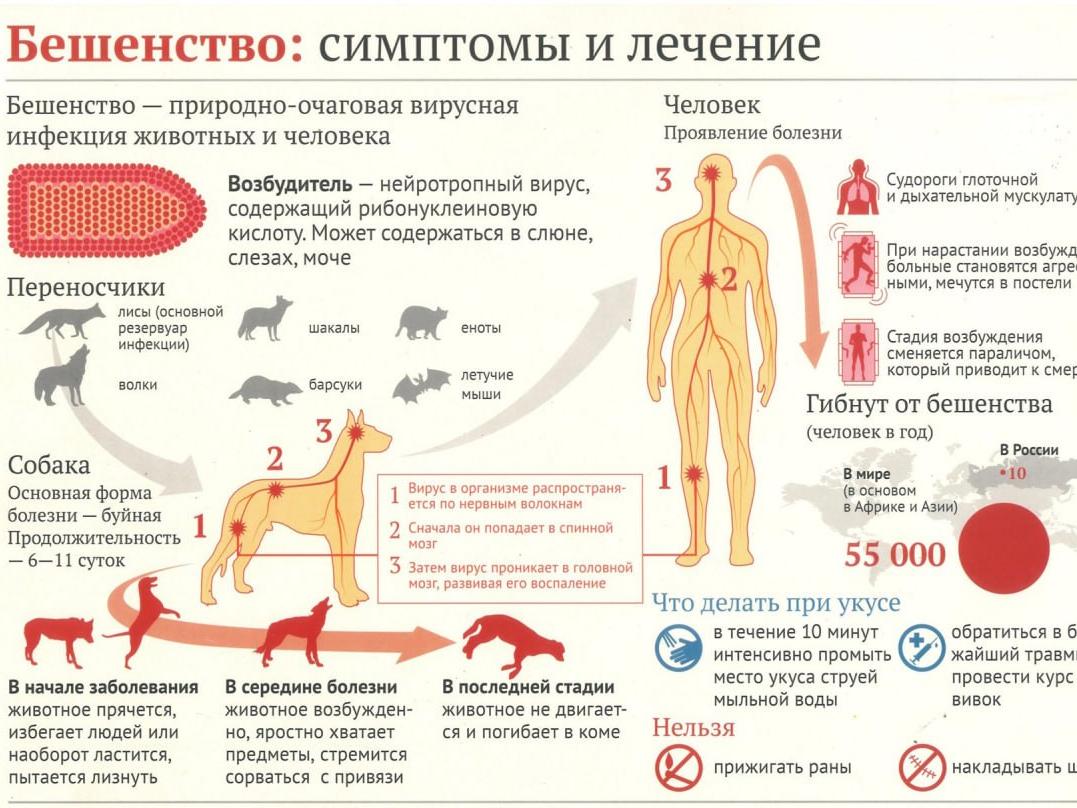 Государственная ветеринарная служба информирует. Бешенство