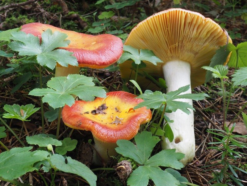 Mushroom Identify (признать гр