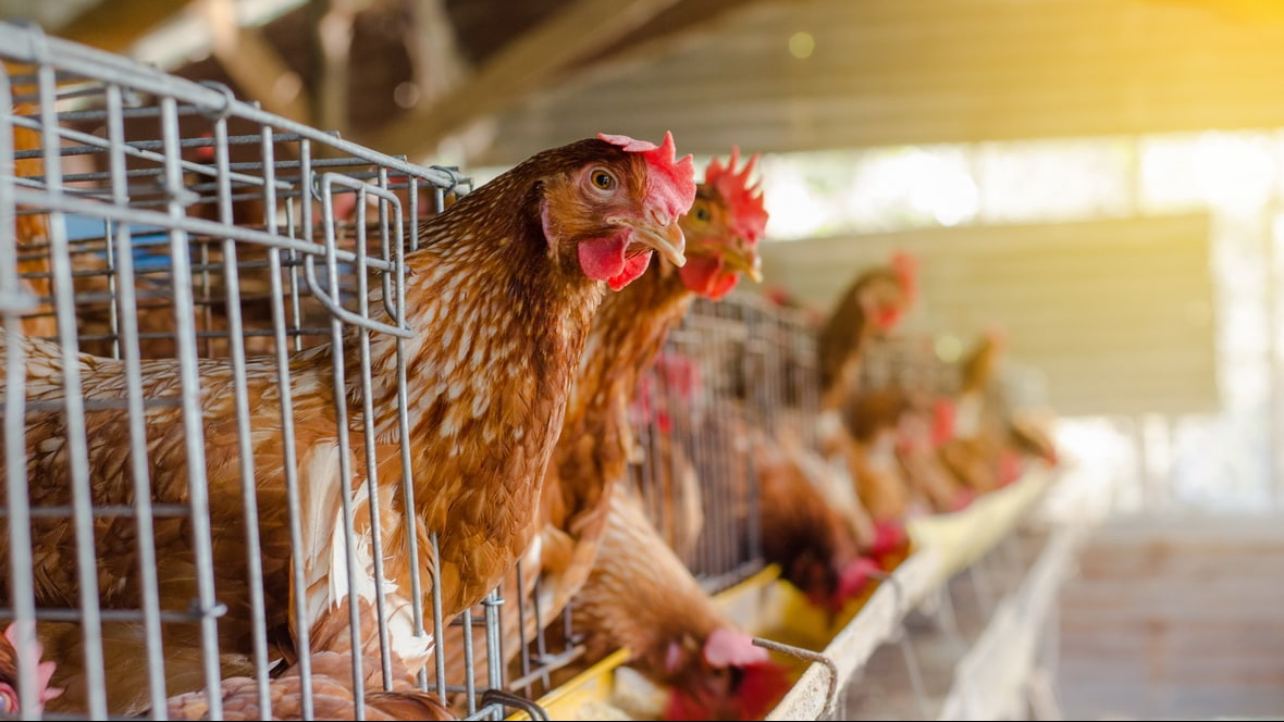 Подмосковный птицекомплекс перешел на полное импортозамещение    