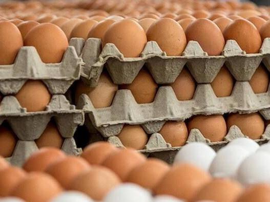 Производство яиц в сельскохозяйственных организациях Подмосковья увеличилось на 12 %