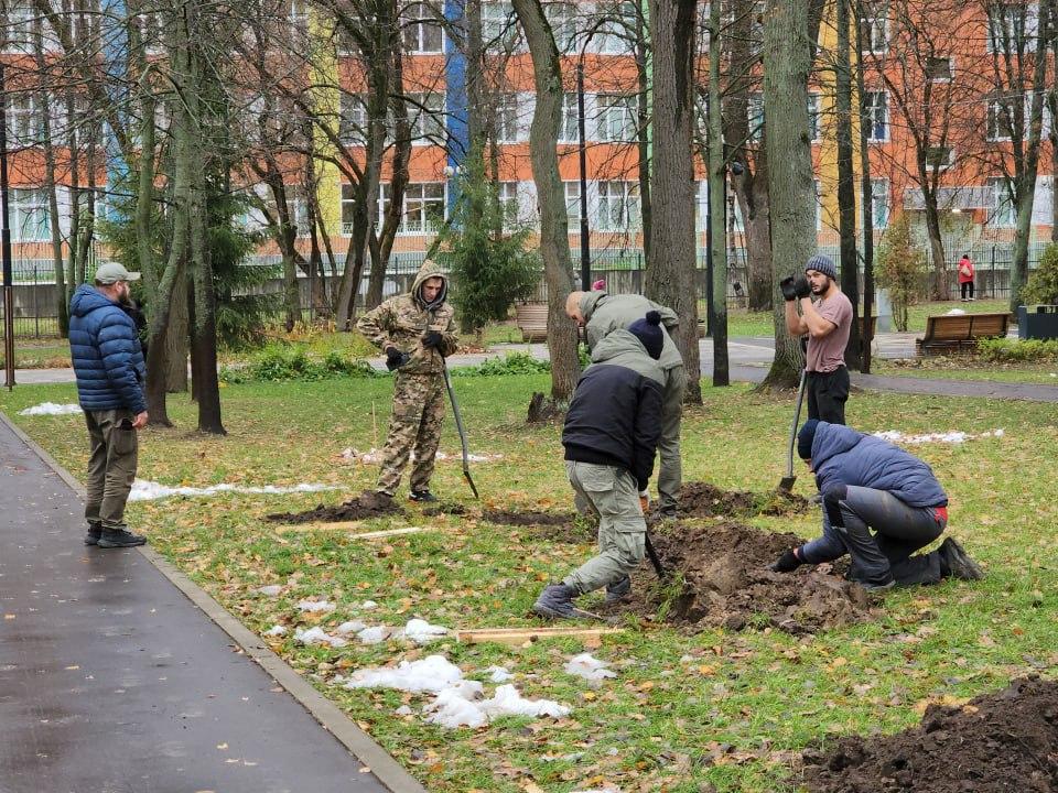 Туи и красные клены высадили на аллее в парке имени Островского