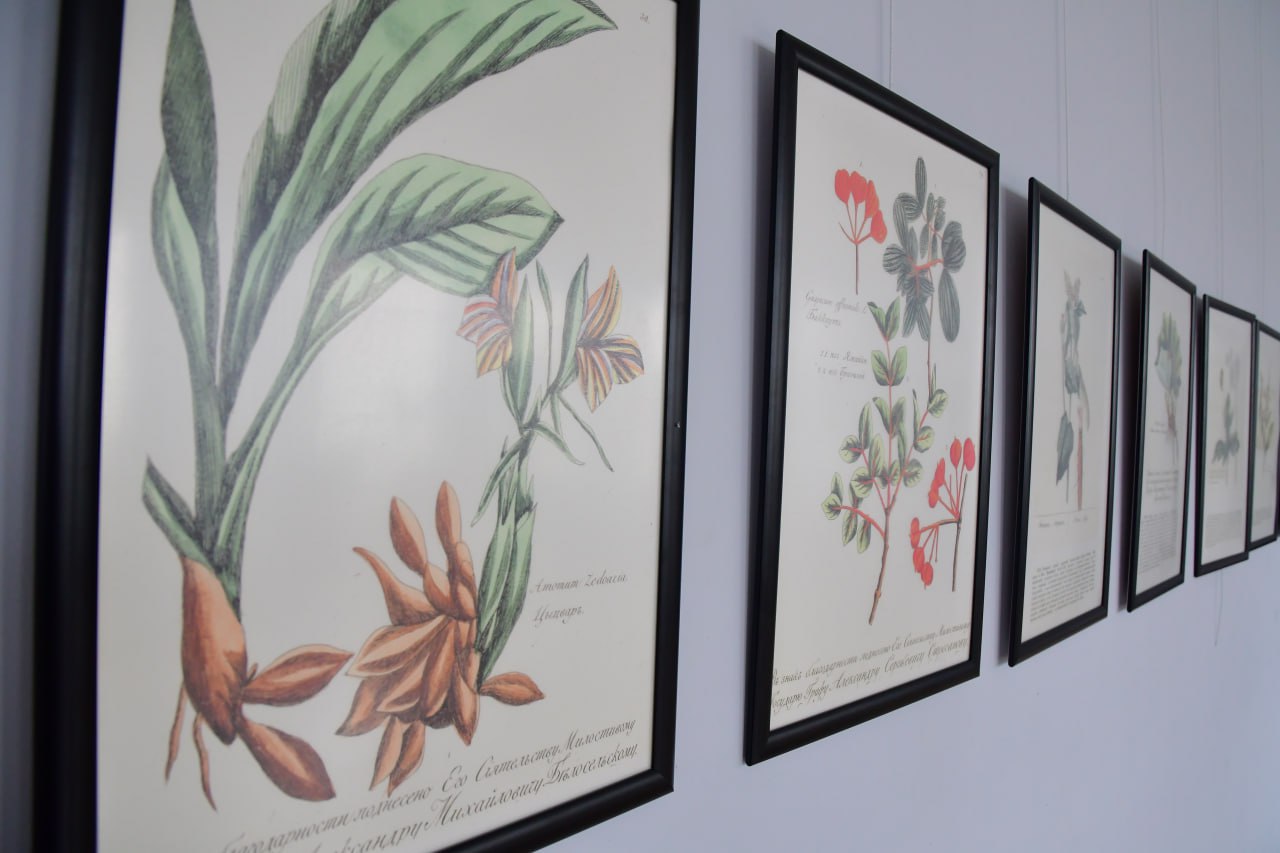 В галерее «Ника» открылась выставка ботанических рисунков начала XIX века. 