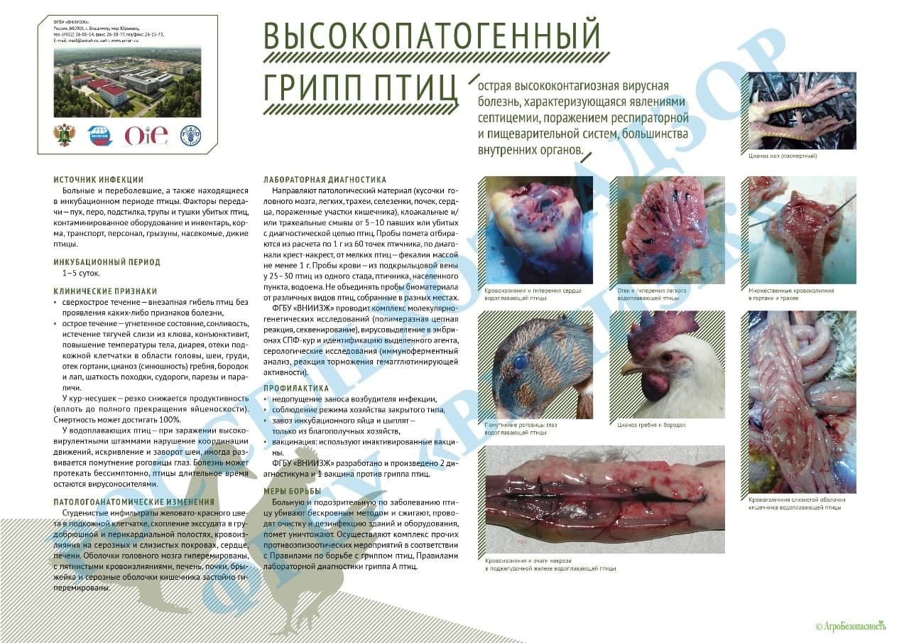 Территориальное ветеринарное управление №5» информирует о вспышке  высокопатогенного гриппа птиц на территории г. Москвы / Администрация  городского округа Ступино