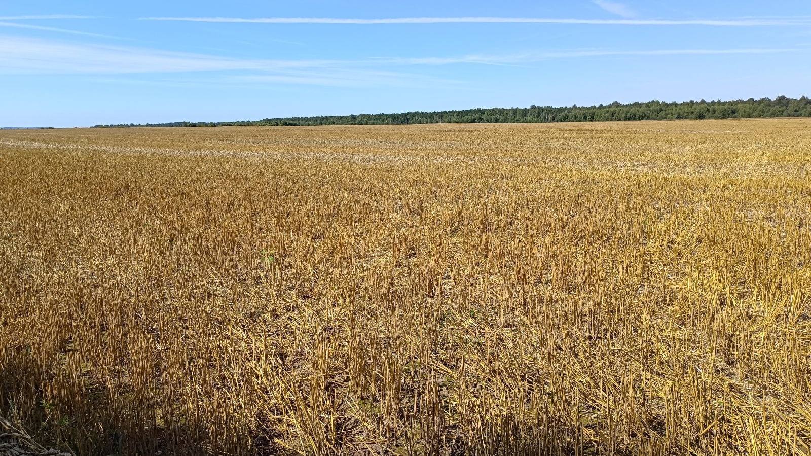 аренда земли без торгов по новому закону