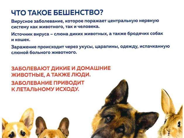 Бешенство - опасная болезнь