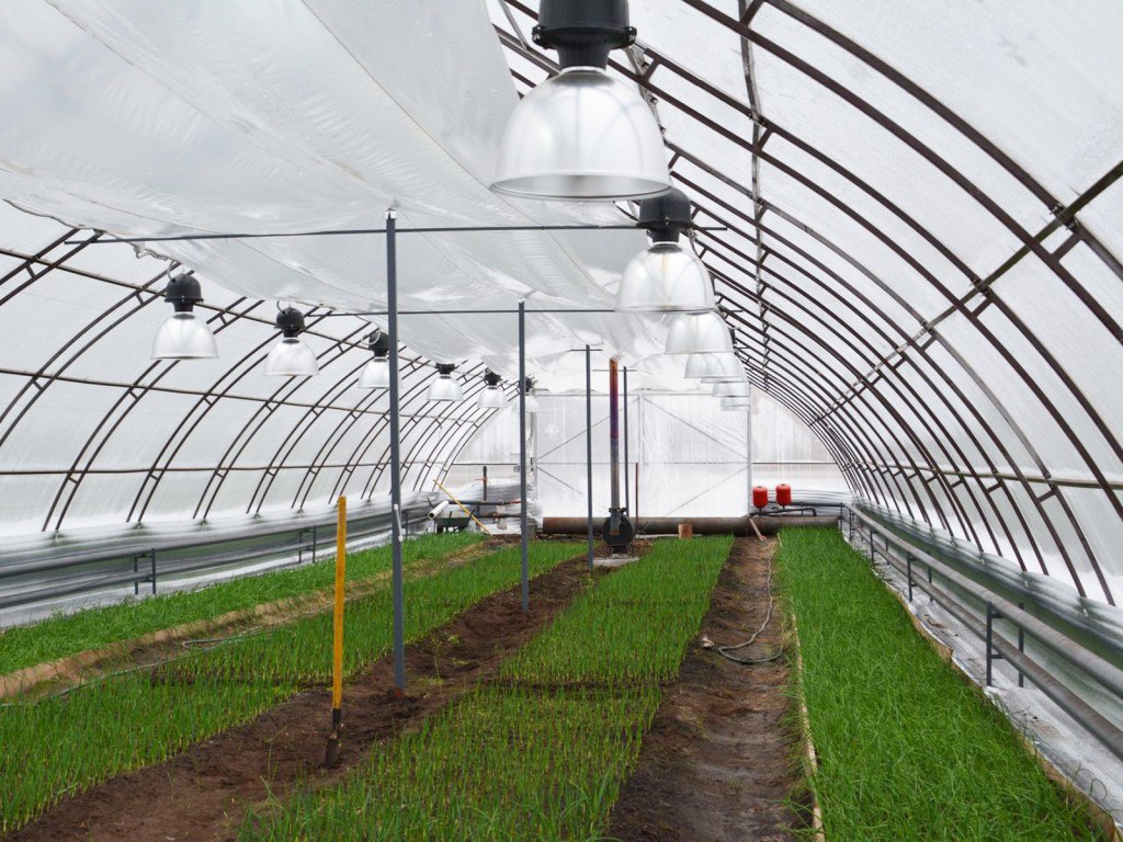 Фермеру выделили 35 га земли под выращивание салатов в Ступино