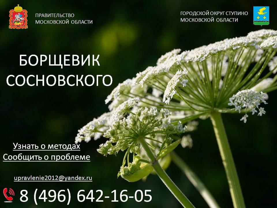 мероприятия по ликвидации очагов произрастания борщевика Сосновского