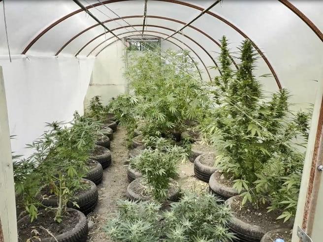 Полицейские в Ступино задержали местного жителя, который на огороде вырастил более 130 кустов конопли