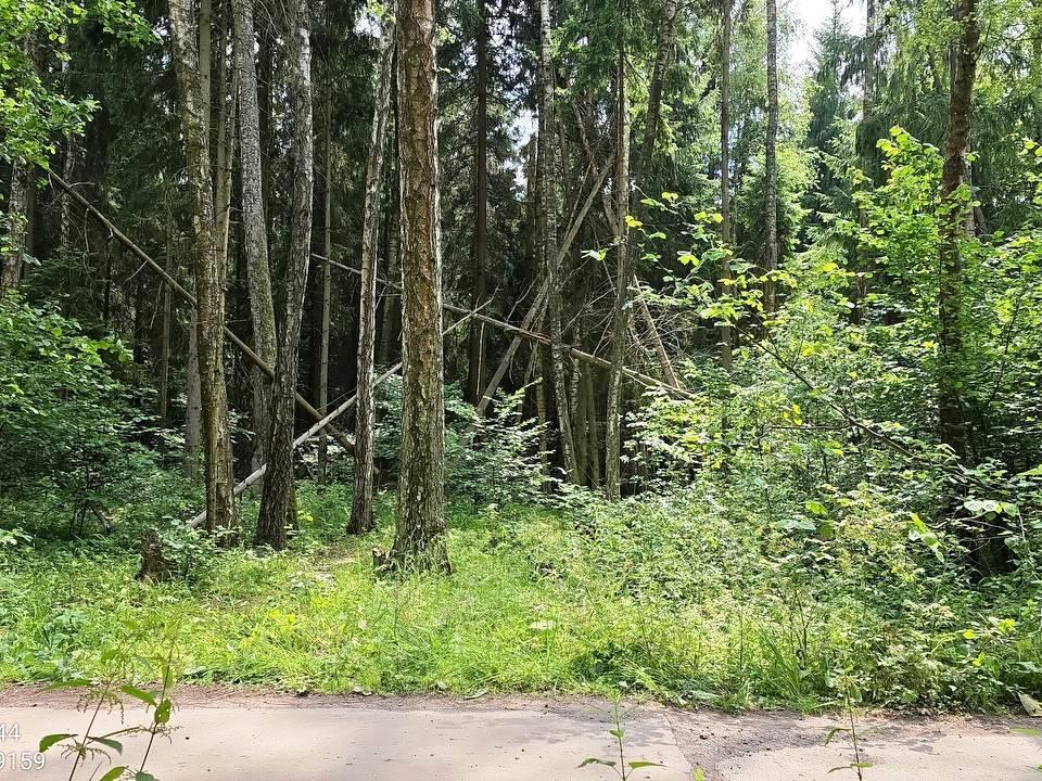 работы по очистке лесной территории