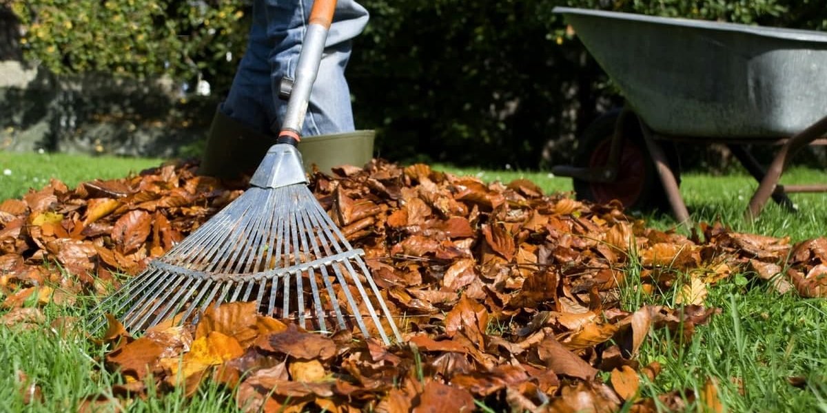 Rake leaves in the autumn. Очистка газона от листьев. Rake leaves.