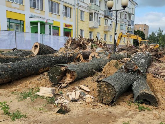 Зараженные грибком деревья на проспекте Победы в Ступино будут заменены на здоровые саженцы, которые уже подготовлены в питомнике к предстоящей высадке
