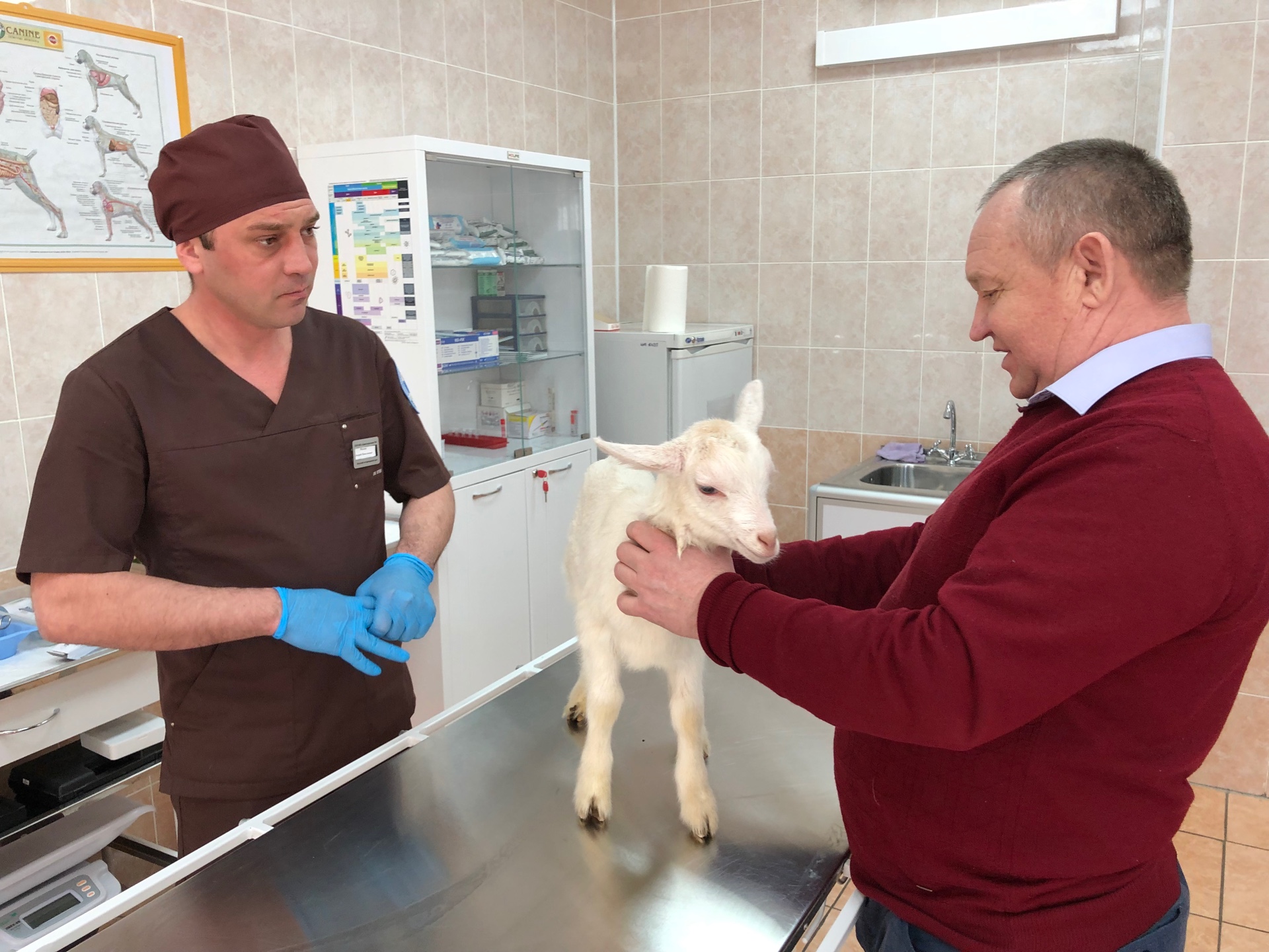 За новогодние праздники к специалистам Госветслужбы Подмосковья обратились  более 5 тысяч владельцев животных / Администрация городского округа Ступино